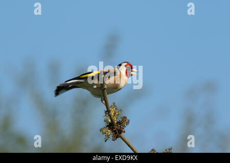 Europäische Goldfinch Zuchtjahr Zuchtjahr Männchen in der Zucht Gefieder thront Stockfoto