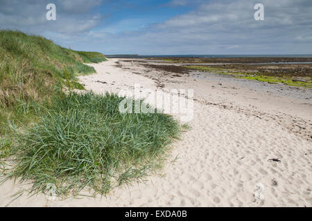 Beadnell Bay; Northumberland; UK Stockfoto