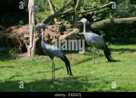 Paar von South African Blue Kraniche (Grus Paradisea, Anthropoides Paradisea), auch bekannt als Paradies oder Stanley Kran Stockfoto