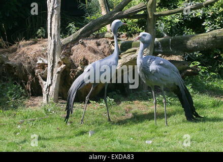 Paar von South African Blue Kraniche (Grus Paradisea, Anthropoides Paradisea), auch bekannt als Paradies oder Stanley Kran Stockfoto