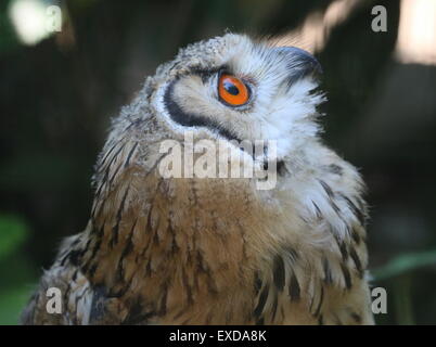 Indische Uhus (Bubo Bengalensis), a.k.a.Rock Uhu oder Bengalen-Uhu. Stockfoto