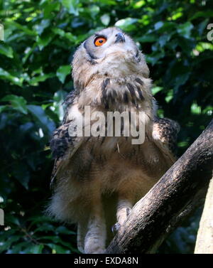 Indische Uhus (Bubo Bengalensis), a.k.a.Rock Uhu oder Bengalen-Uhu. Stockfoto