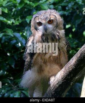 Indische Uhus (Bubo Bengalensis), a.k.a.Rock Uhu oder Bengalen-Uhu. Stockfoto