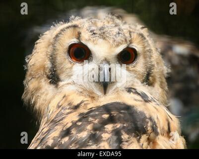 Vogelnestern juvenile indischer Uhu (Bubo Bengalensis), alias Rock Uhu oder Bengalen-Uhu. Stockfoto