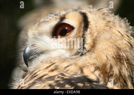 Indische Uhus (Bubo Bengalensis), a.k.a.Rock Uhu oder Bengalen-Uhu. Stockfoto
