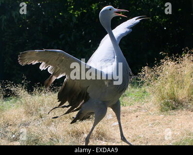 Balz anzeigen, indem Sie einen männlichen South African Blue Crane (Grus Paradisea, Anthropoides Paradisea) - Gefangener Vogel, abgeschnittene Flügel Stockfoto