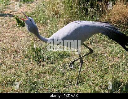 Balz Anzeige von einem South African Blue Crane (Grus Paradisea, Anthropoides Paradisea), alias Paradies oder Stanley Kran Stockfoto