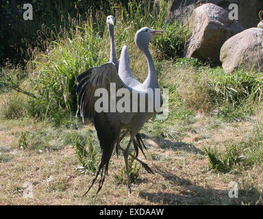 Balz Anzeige von einem South African Blue Crane (Grus Paradisea, Anthropoides Paradisea), alias Paradies oder Stanley Kran Stockfoto