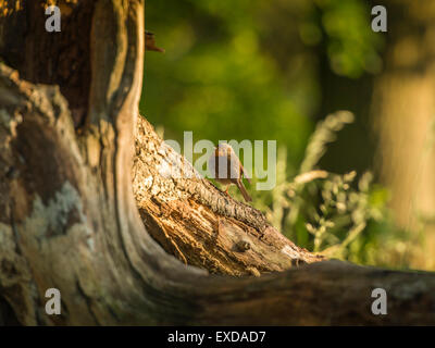 Rotkehlchen auf einer alten verfallenen hölzernen Baumstumpf, posieren in frühen Abend Sonnenlicht getaucht. Stockfoto