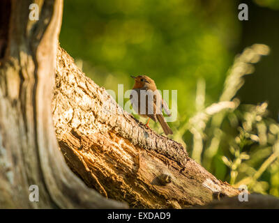 Rotkehlchen auf einer alten verfallenen hölzernen Baumstumpf, posieren in frühen Abend Sonnenlicht getaucht. Stockfoto