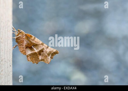 Frühe Thorn Motte; Selenia Dentaria Cornwall; UK Stockfoto