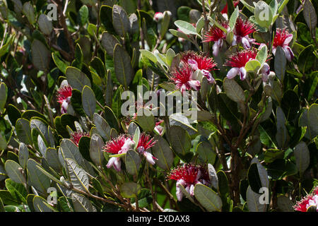 Essbare Blüten von Juli der Ananas Guave, Acca sellowiana Stockfoto