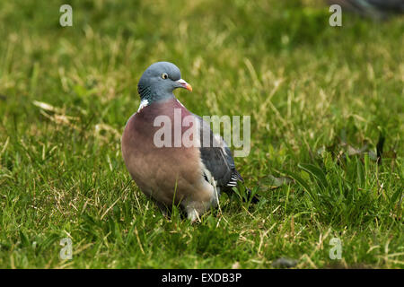Woodpigeon Columba Palumbus Erwachsenen thront auf dem Boden Stockfoto