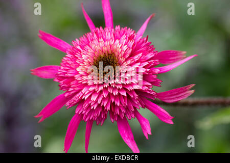 Einzelne Blüte der doppelten blühenden Sonnenhut, Echinacea Purpurea "Hot Papaya" Stockfoto