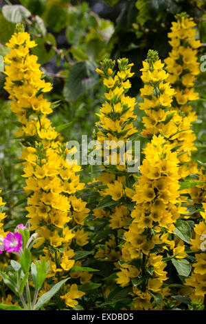 Gelbe Blüten des gefleckten Gilbweiderich, Lysimachia Trommler Stockfoto