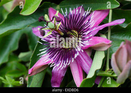 Komplizierte Blume des half-hardy Passionsblume, Passiflora x Caerulea Racemosa Stockfoto