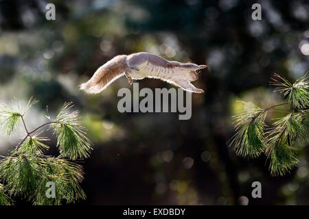 Grauhörnchen; Sciurus Carolinensis einzelne springen Cornwall; UK Stockfoto