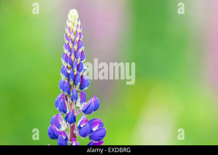 Eine einzelne blaue Lupine Blume auf grüne unscharfen Hintergrund isoliert Stockfoto