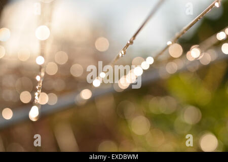 April Showers - Regentropfen Sekt auf der Wäscheleine Stockfoto