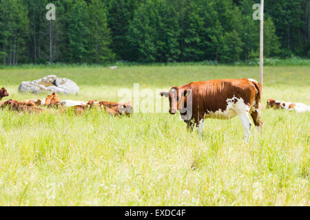 Eine braune Kuh stehen in der Nähe von Herde auf dem grünen Rasen Stockfoto