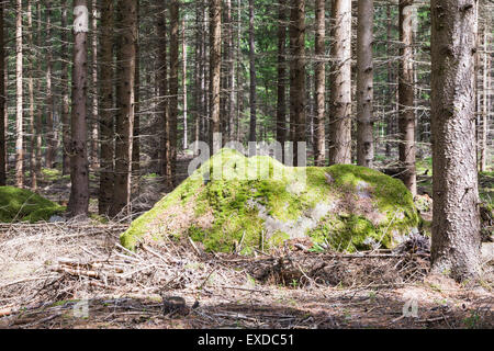 Riesige überwucherten Boulder mit Moos im Pinienwald an der Spitze Stockfoto