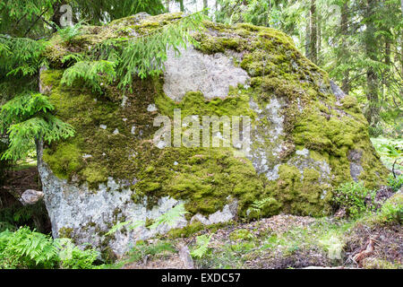 Riesige überwucherten Boulder mit Moos im Pinienwald an der Spitze Stockfoto