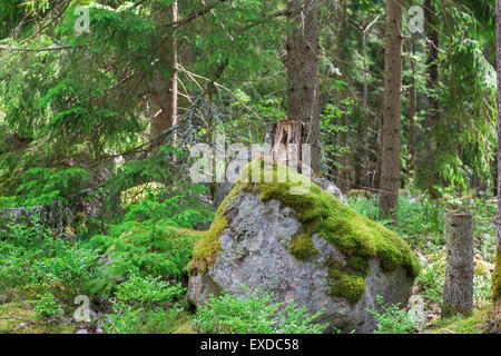 Riesige überwucherten Boulder mit Moos im Pinienwald an der Spitze Stockfoto