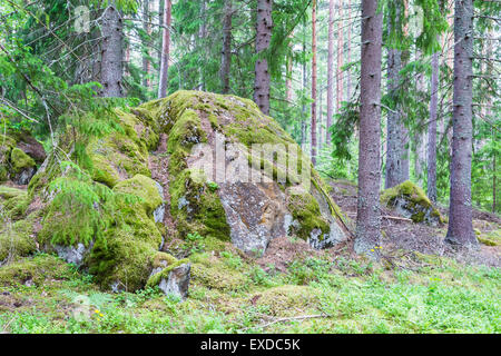 Große Massive Boulder in Pine Forest mit grünem Moos überwuchert Stockfoto