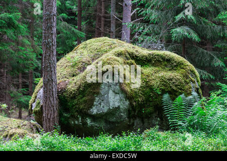 Massive Boulder in dicht gewachsen Kiefernwald mit einem dicken Moos bedeckt Stockfoto