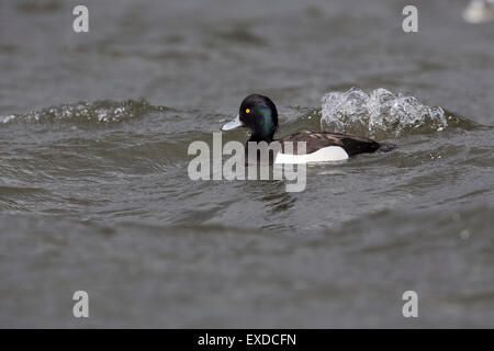 Reiherenten Aythya Fuligula einzigen männlichen Cornwall; UK Stockfoto