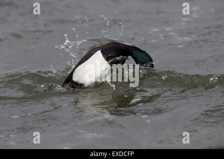 Reiherenten; Aythya Fuligula einzigen männlichen Tauchen; Cornwall; UK Stockfoto