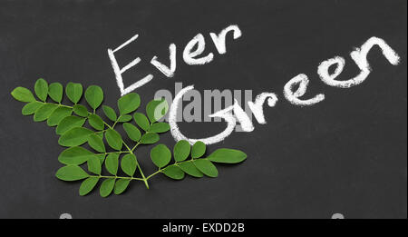 Moringa Blätter auf eine schwarze Schieferoberfläche Ever Green geschrieben Stockfoto