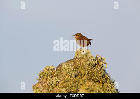 Wren; Troglodytes Troglodytes Single auf Rock Gesang; Cornwall; UK Stockfoto