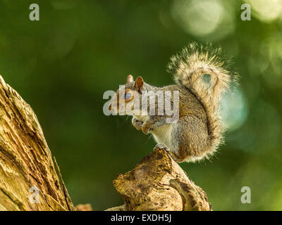 Einzelne graue Eichhörnchen (Sciurus Carolinensis) Nahrungssuche in natürlichen Wäldern ländlicher Umgebung. "Balancieren auf einem Baumstumpf" Stockfoto