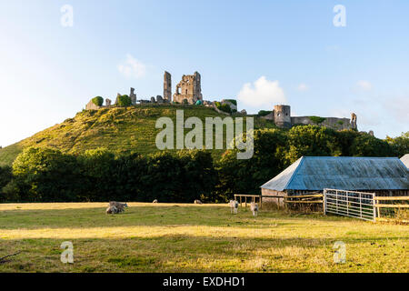 Weit entfernt von den Ruinen des 11. Jahrhunderts hilltop Corfe Castle. Im Vordergrund die ein Feld mit Scheune in Schafe weiden und. Goldene Stunde. Stockfoto
