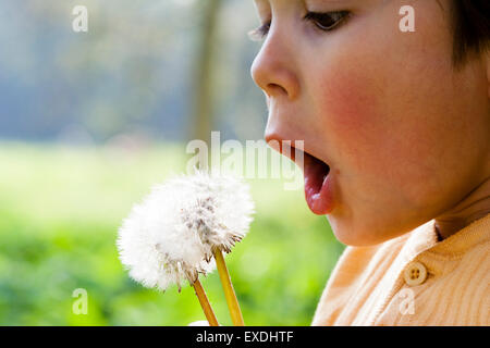 Kaukasier Kind, Junge, 5-6 Jahr alt, Blasen, den Samen von Löwenzahn. Nahaufnahme von der Seite des Gesichts- und seedhead. Hintergrundbeleuchtung von Sonnenschein. Flache konzentrieren. Stockfoto