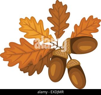 Eiche Zweig mit Blättern und Eicheln. Vektor-Illustration. Stock Vektor