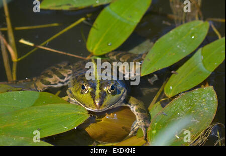 Einen grünen Frosch. Frosch im Juni unter Wasser getaucht verlässt den Teich. Stockfoto