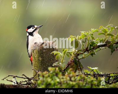 Great Spotted Woodpecker (Dendrocopos großen) In The Rain Stockfoto