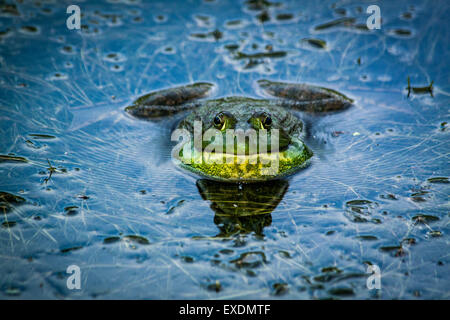 Ochsenfrosch (Rana Catesbeiana), Inniswood Metro Garten, Westerville, Ohio. Stockfoto
