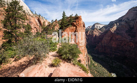 Blick vom Scout Lookout, Zion Nationalpark Stockfoto