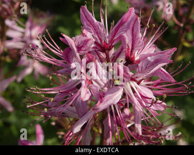 Dictamnus Albus, lila blühenden Diptam, Nahaufnahme von rosa oder lila Blüten im Botanischen Garten von Oslo Norwegen Stockfoto