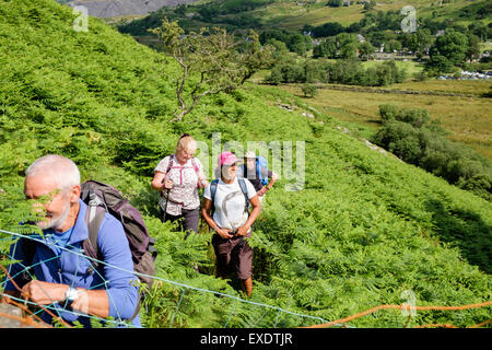 Wanderer wandern durch hüfthohe Bracken Farne mit dem Risiko, Zecken im Sommer in den Hügeln des Snowdonia National Park. Llanberis North Wales Großbritannien Stockfoto