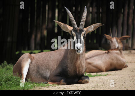 Roan Antilope (Hippotragus Spitzfußhaltung) im Zoo von Liberec in Nordböhmen, Tschechien. Stockfoto