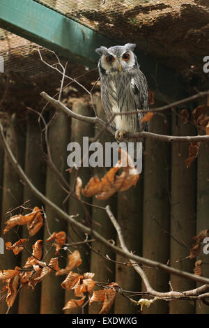 Südlichen White-faced Eule (Ptilopsis Granti) im Zoo von Liberec in Nordböhmen, Tschechien. Stockfoto