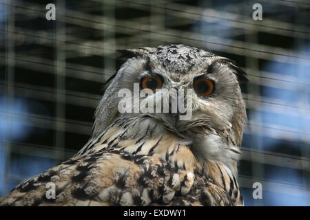 Westlichen sibirischen Uhu (Bubo Bubo Sibiricus) im Zoo von Liberec in Nordböhmen, Tschechien. Stockfoto