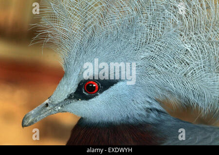 Südlichen gekrönte Taube (Goura Scheepmakeri) im Zoo von Liberec in Nordböhmen, Tschechien. Stockfoto