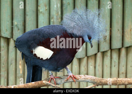 Südlichen gekrönte Taube (Goura Scheepmakeri) im Zoo von Liberec in Nordböhmen, Tschechien. Stockfoto