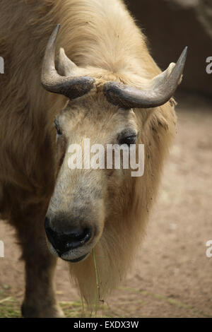 Goldene Takin (Budorcas Taxicolor Bedfordi) im Zoo von Liberec in Nordböhmen, Tschechien. Stockfoto