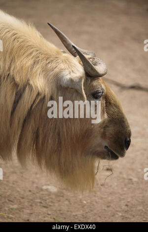 Goldene Takin (Budorcas Taxicolor Bedfordi) im Zoo von Liberec in Nordböhmen, Tschechien. Stockfoto